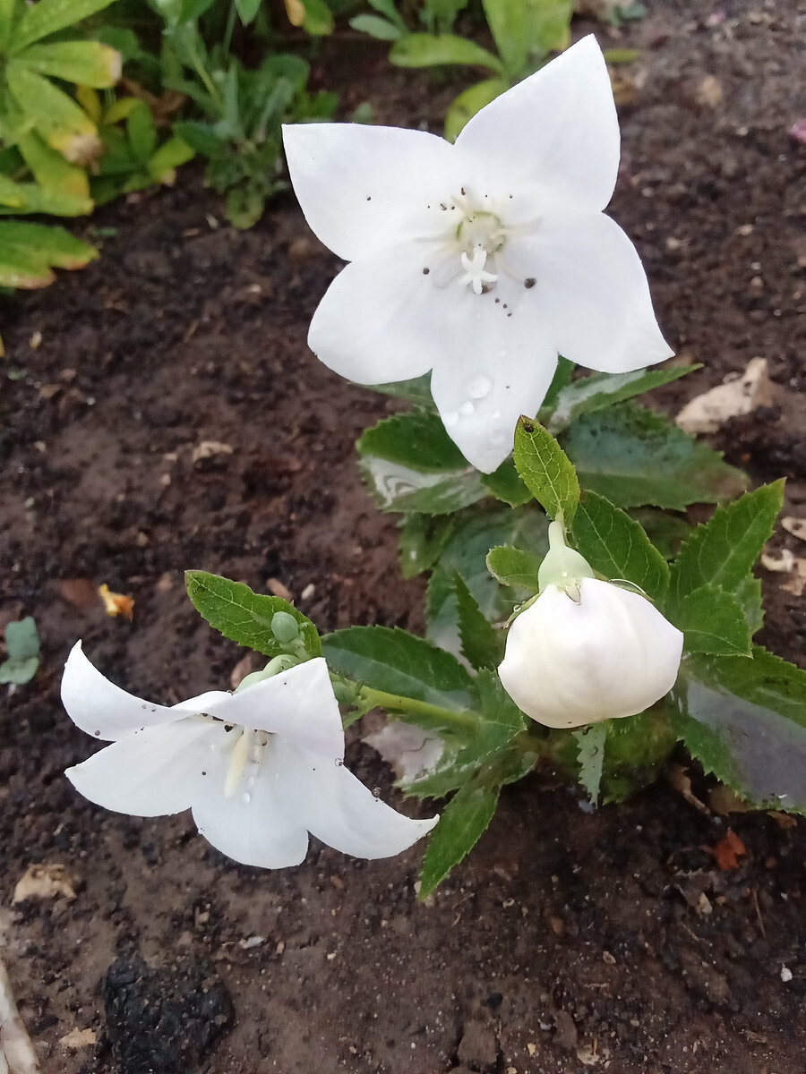                                                           Нежность. Фото автора.
