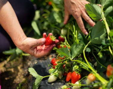 источник:яндекс картинки 