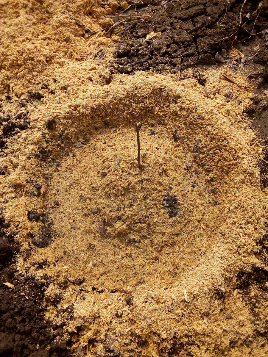 Виноград сорт Алешенька