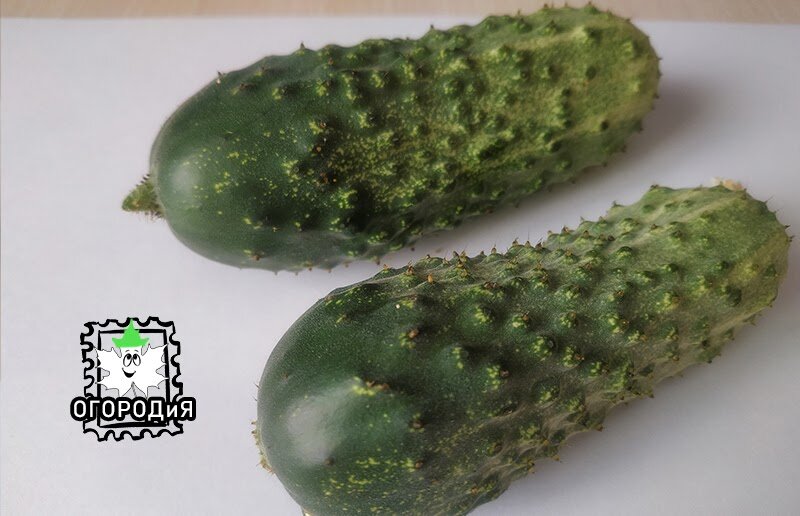 Взяла два хорошеньких средних огурчика