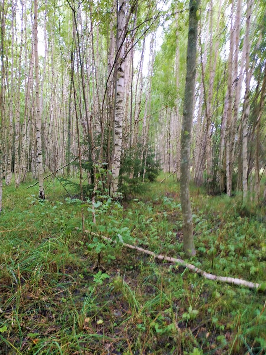 Раньше здесь было поле. 