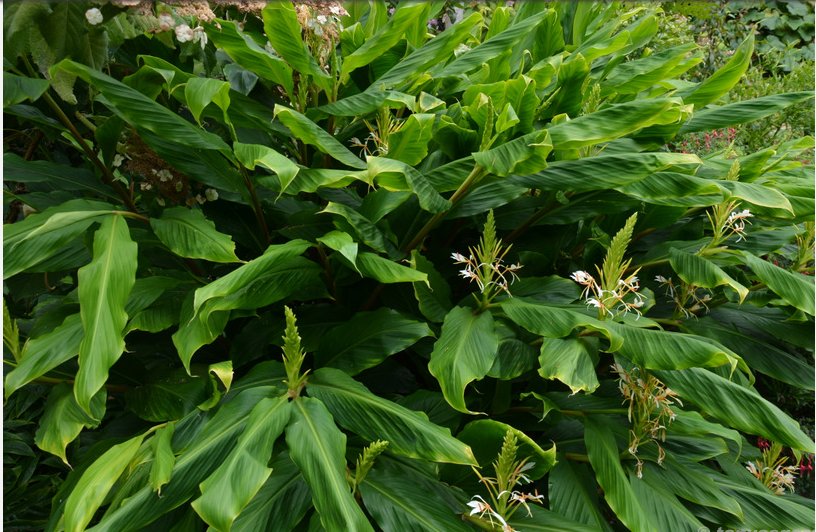 Шикарный Hedychium, Гедихиум, семейство имбирных.