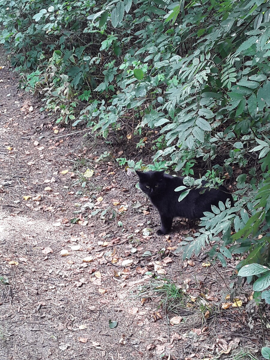 Дели кокетничает, выглядывая из кустика).