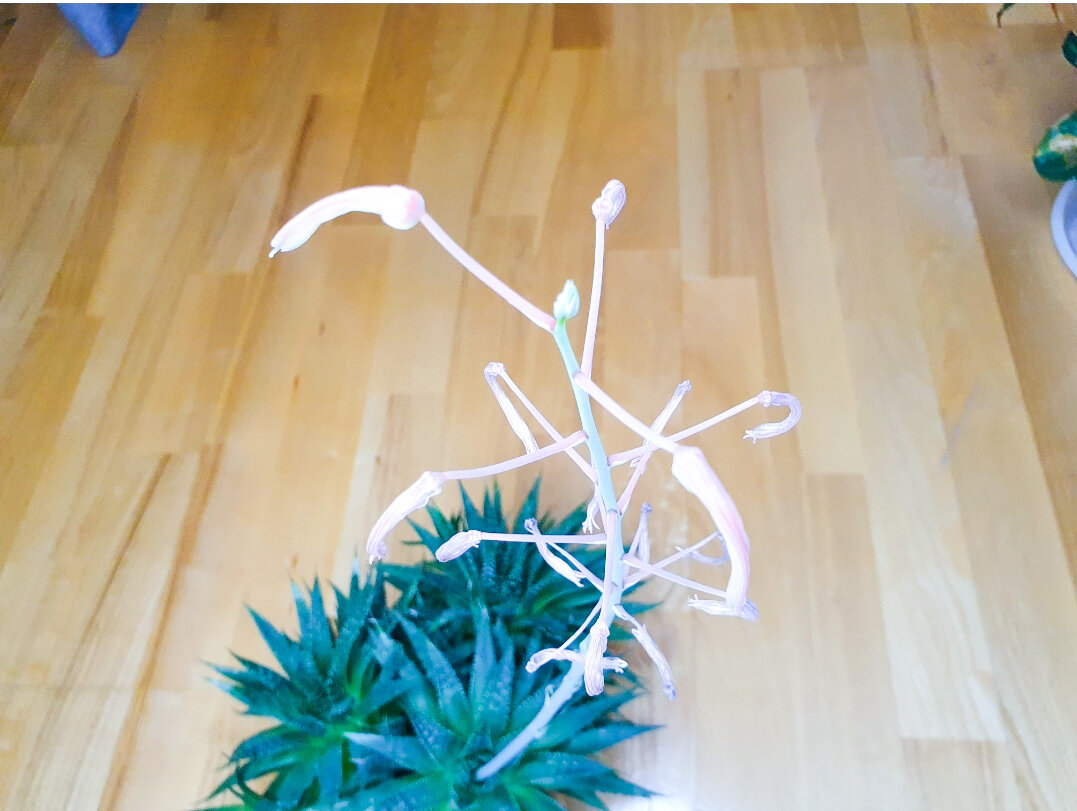 Настолько постоянно, что алоэ решил даже зацвести