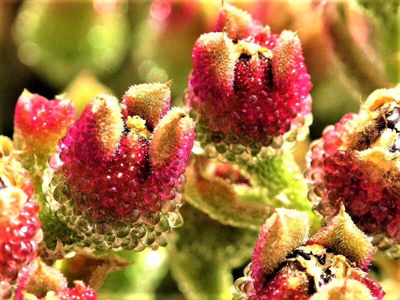  Мезембриантемум хрустальный. Фото с сайта: https://clck.ru/YfTwD.