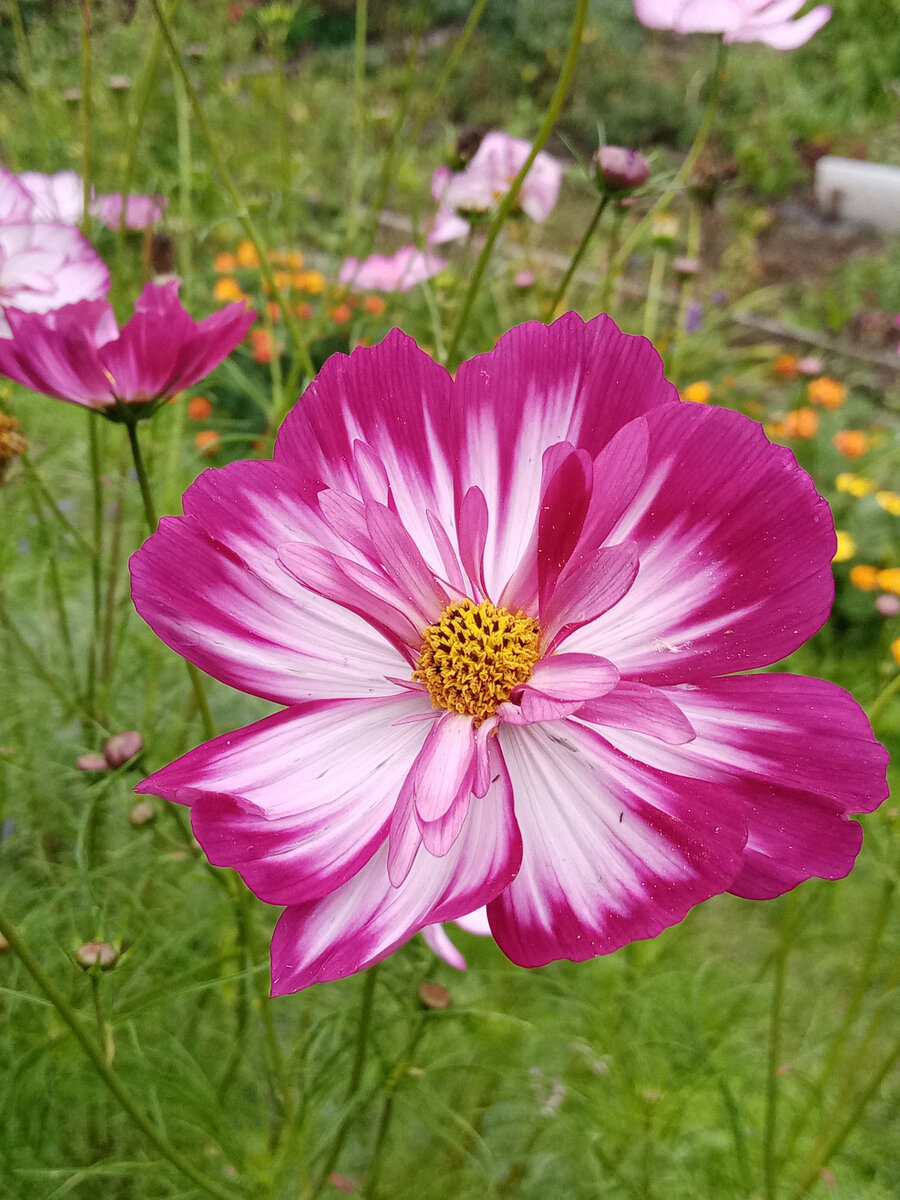 Красивый цветок, ничего не скажешь