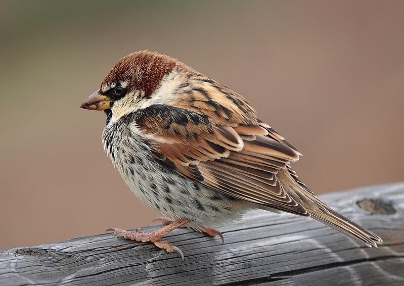 Снежный Воробей (montifringilla nivalis). Черногрудый Воробей. Старый черногрудый Воробей. Желтый Воробей Испания.