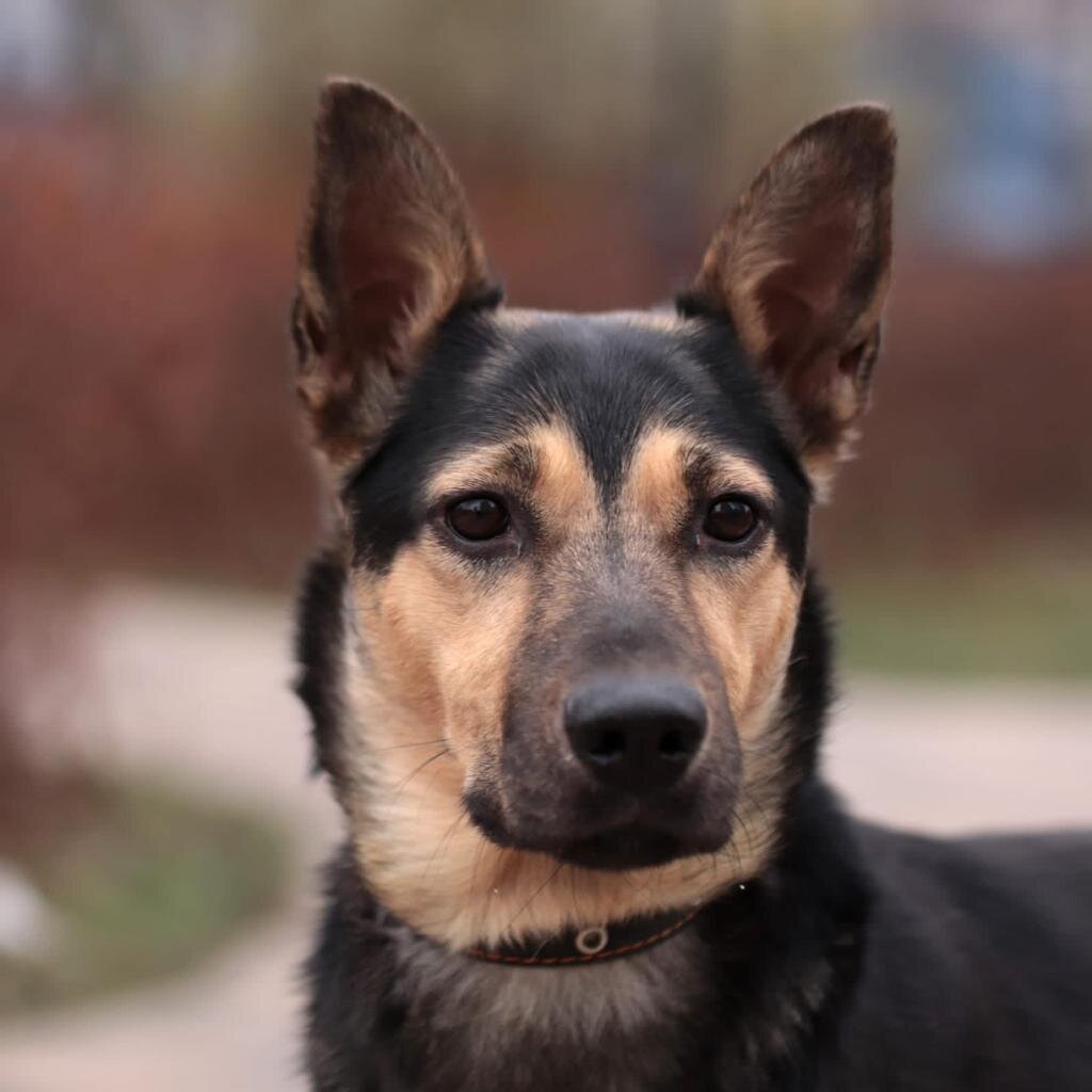 Черника, Ника, Черничка! 