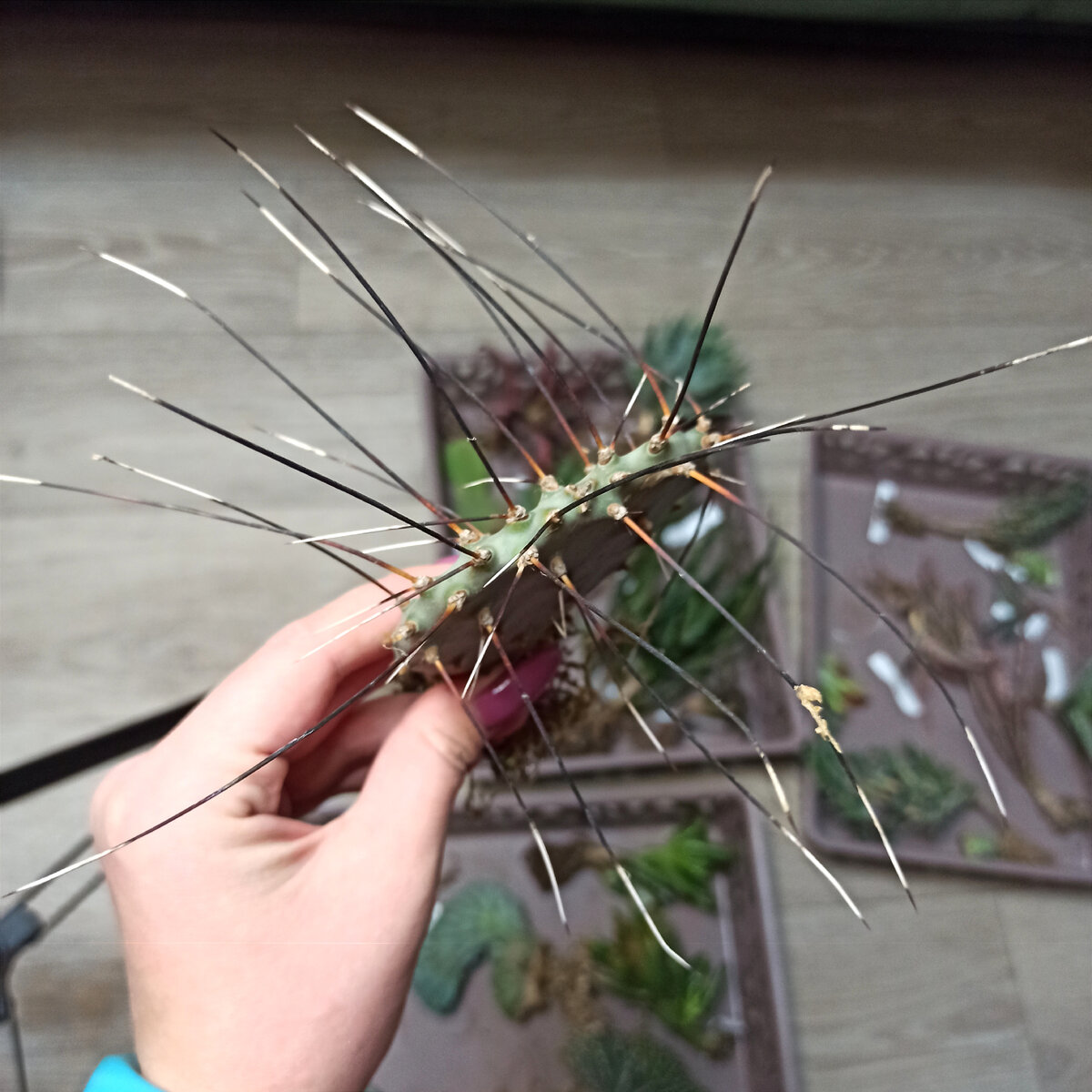 венерина мухоловка цветок. скрещивание домашних растений.