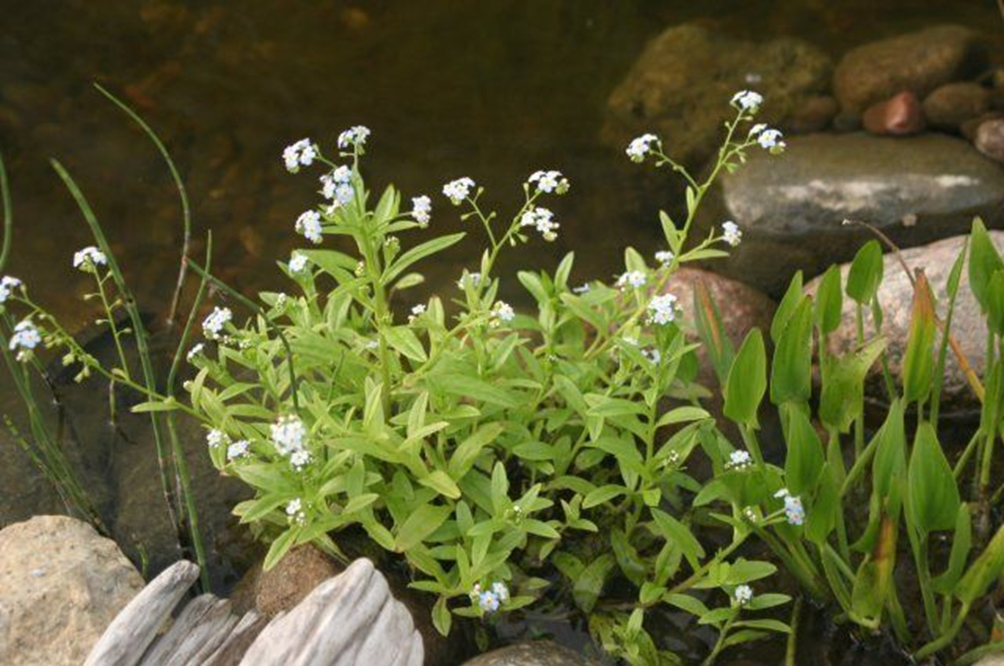 Незабудка болотная 