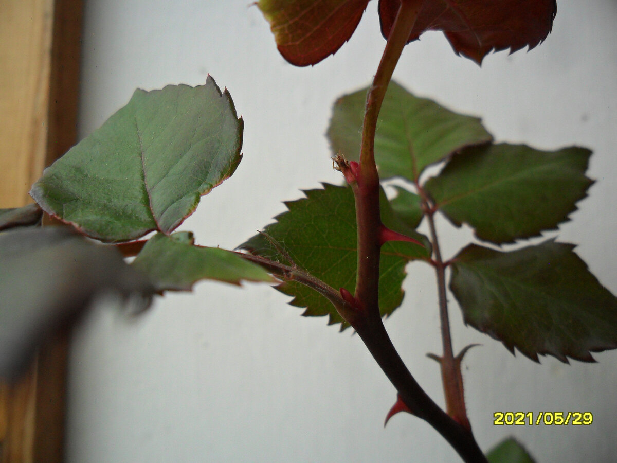 Слепой побег