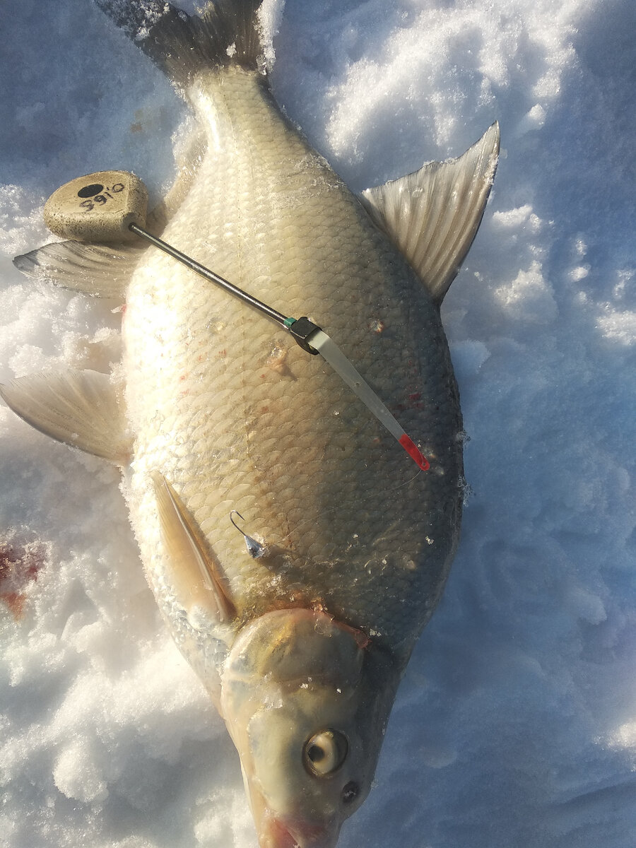 К насадке при плохом клёве тоже повышенные требования.  Фото автора Калачева Андрея.