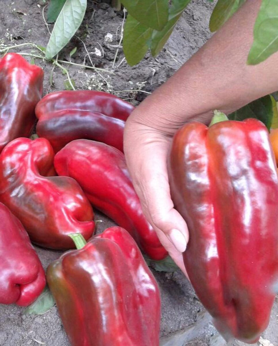 Перец клаудио f1 семена партнер. Перец клаудио f1. Сорт перца клаудио. Перец клаудио f1 /престиж/ 5 шт. Перец клаудио f1.