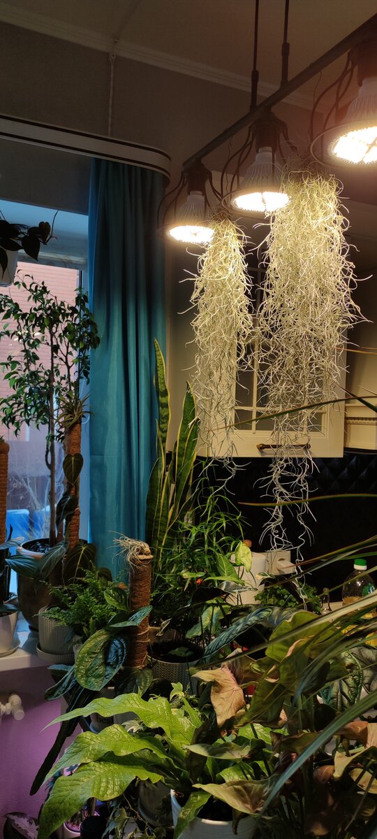 Папоротники, Алоказии, тилландсии, синонимы и многие другие. 