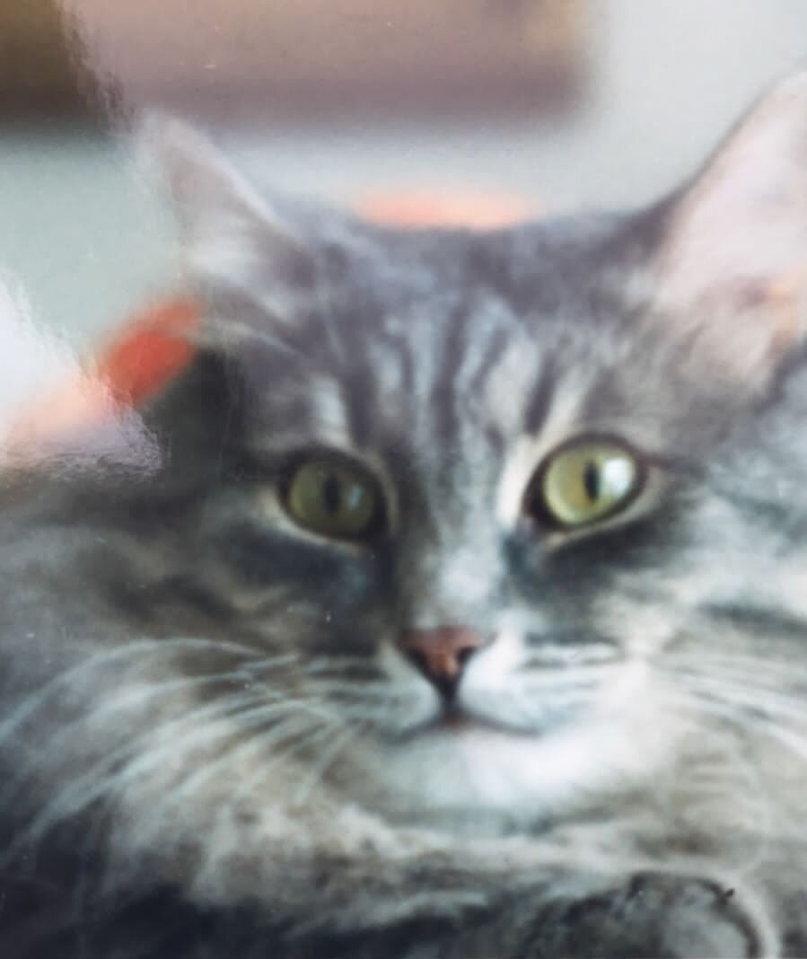 Сибирский кот Дымка
