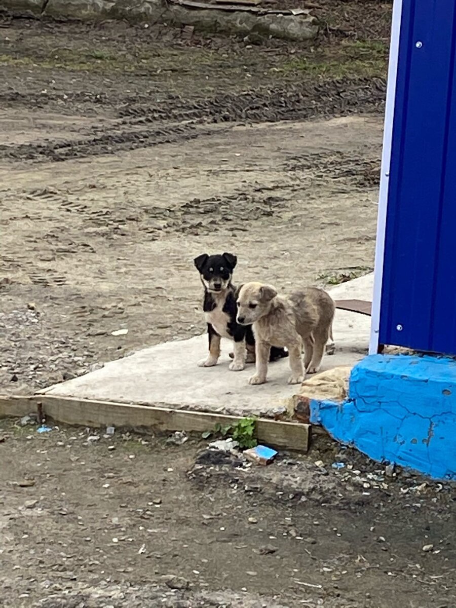Наконец-то их сфотографировали