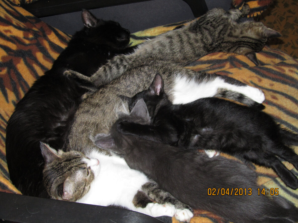 Дельфи, Макс и котята