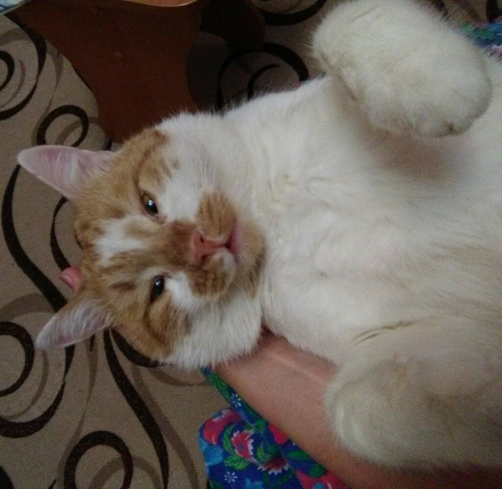 Да всё ты врёшь, дорогая! Какие баталии, какие битвы?! Я милый домашний пушистик!