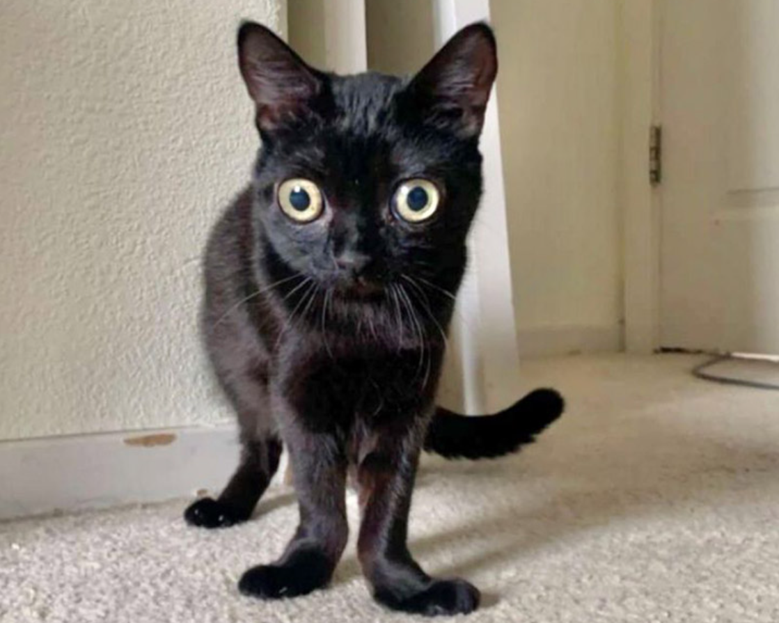 Чёрная кошка с огромными глазами и кривыми лапами, которая стала Мэром  Ада | Малдер расскажет | Дзен