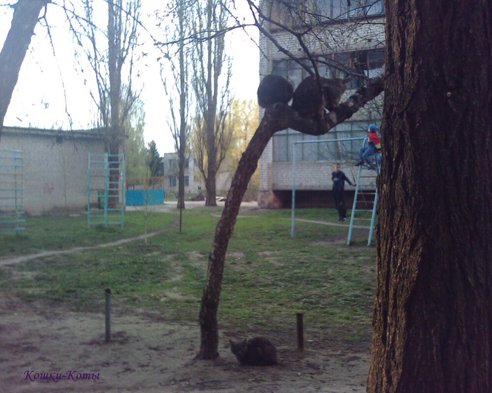 1. В нашем дворе есть кривая береза.