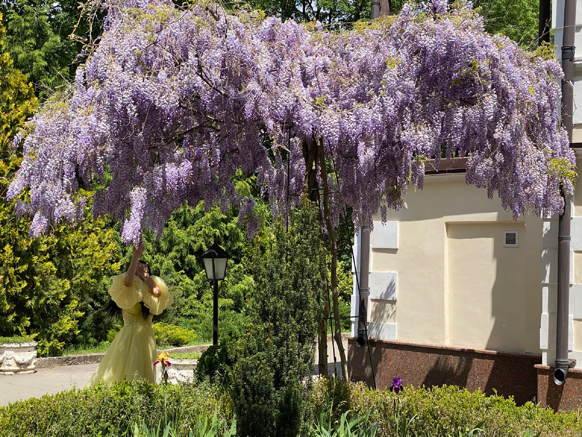 Массовые фотосъёмки с цветущими деревьями