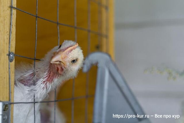 Клеточное содержание бройлеров в домашних условиях