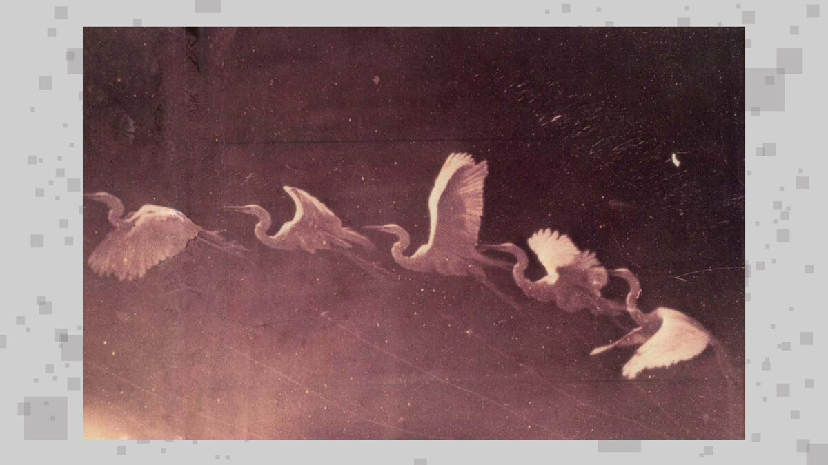 Пример хронофотографии. Один и тот же объект в движении фиксировался на один носитель — чувствительную фотобумагу, что создавало удивительные эффекты и позволяло сопоставить разные фазы движения.