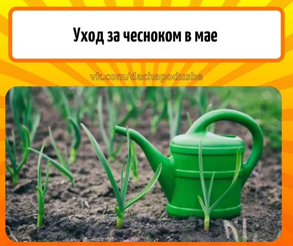 Чем удобрить чеснок в мае. Подкормка чеснока. Подкормка чеснока в мае. Подкормка в мае 2024.