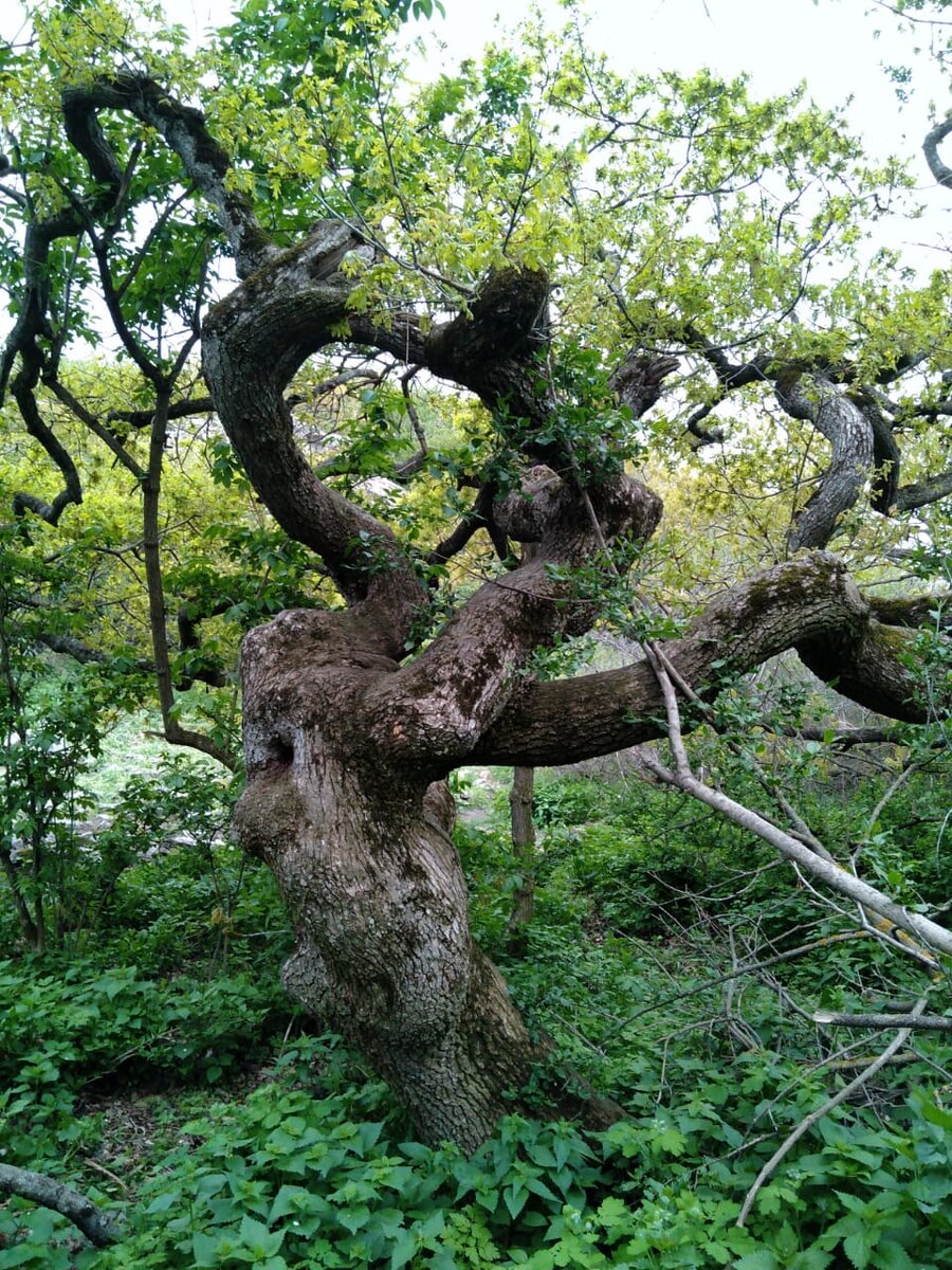 Дерево-урод. И где здесь красота, скажите ?! Фото Ларисы Малковой