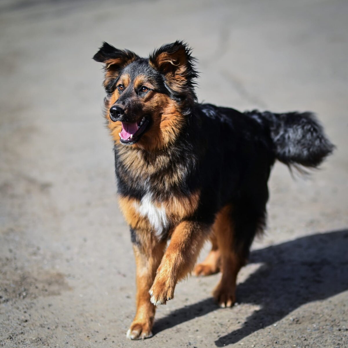 Трёхцветный парень обязательно принесёт хозяевам счастье!