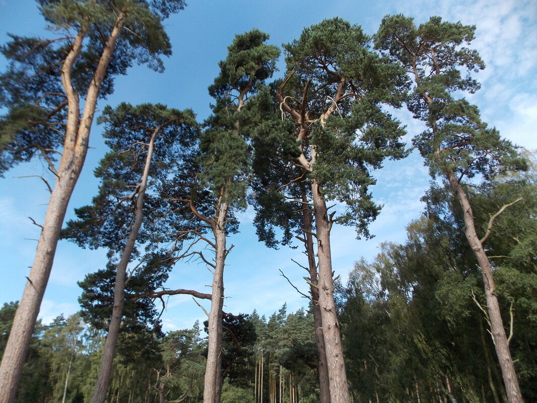 На какой почве растут сосны. Сосна обыкновенная Pinus Sylvestris. Сосна обыкновенная Pinus Sylvestris l. Сосна обыкновенная габитус. Двухвойная сосна обыкновенная.