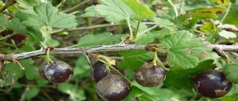 Парша на смородине