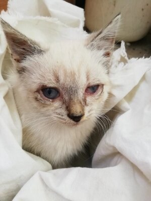 Вот такого заморыша мы нашли. Фото автора
