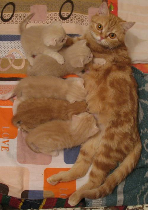 Шейла со своими защитниками