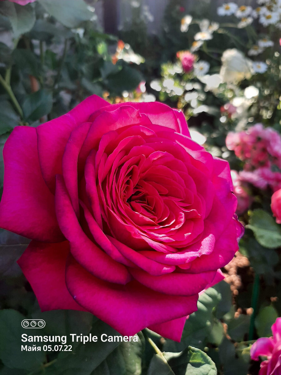 Johann Wolfgang von Goethe Rose