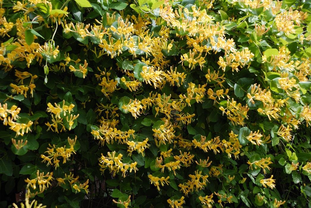 Пахнущий кустарник. Пахнущий кустарник. Жимолость татарская каприфоль. Жимолость каприфоль куст. Жимолость декоративная каприфоль.