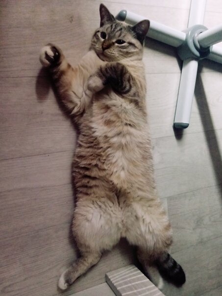 Давай, почеши мне живот кожаный