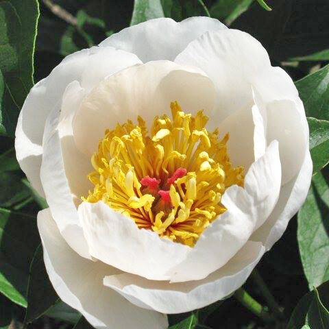 Requiem ( Saunders , 1941 год )