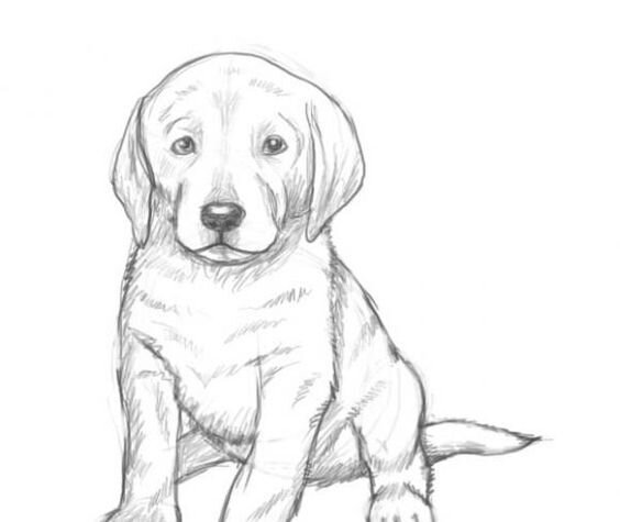 Номер пять – рассказ о чудесном спасении маленьких щенков. Рассказ о том, как важно иногда помогать животным.