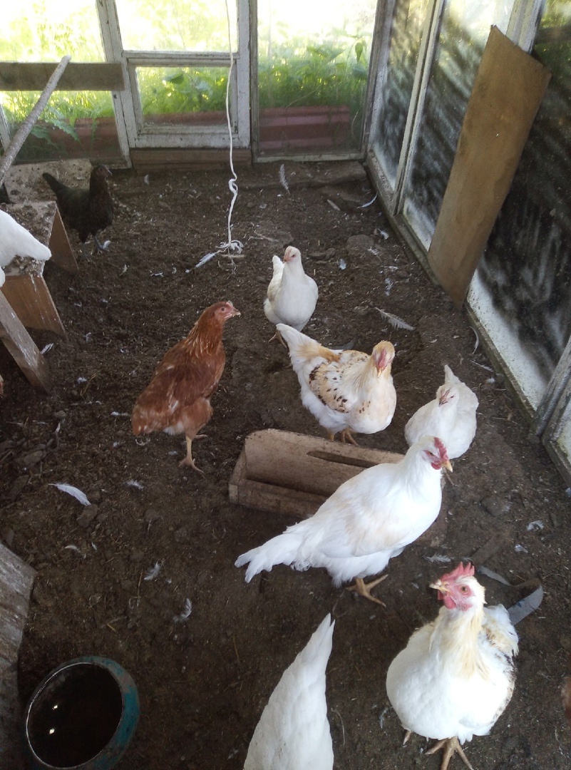 мой молодняк от своих курочек