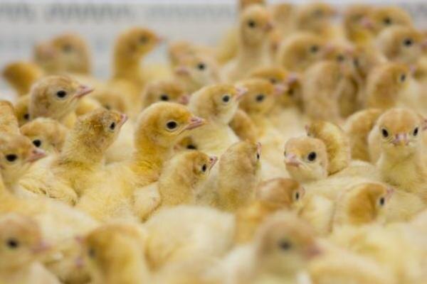 Источник фото: ГК Дамате 