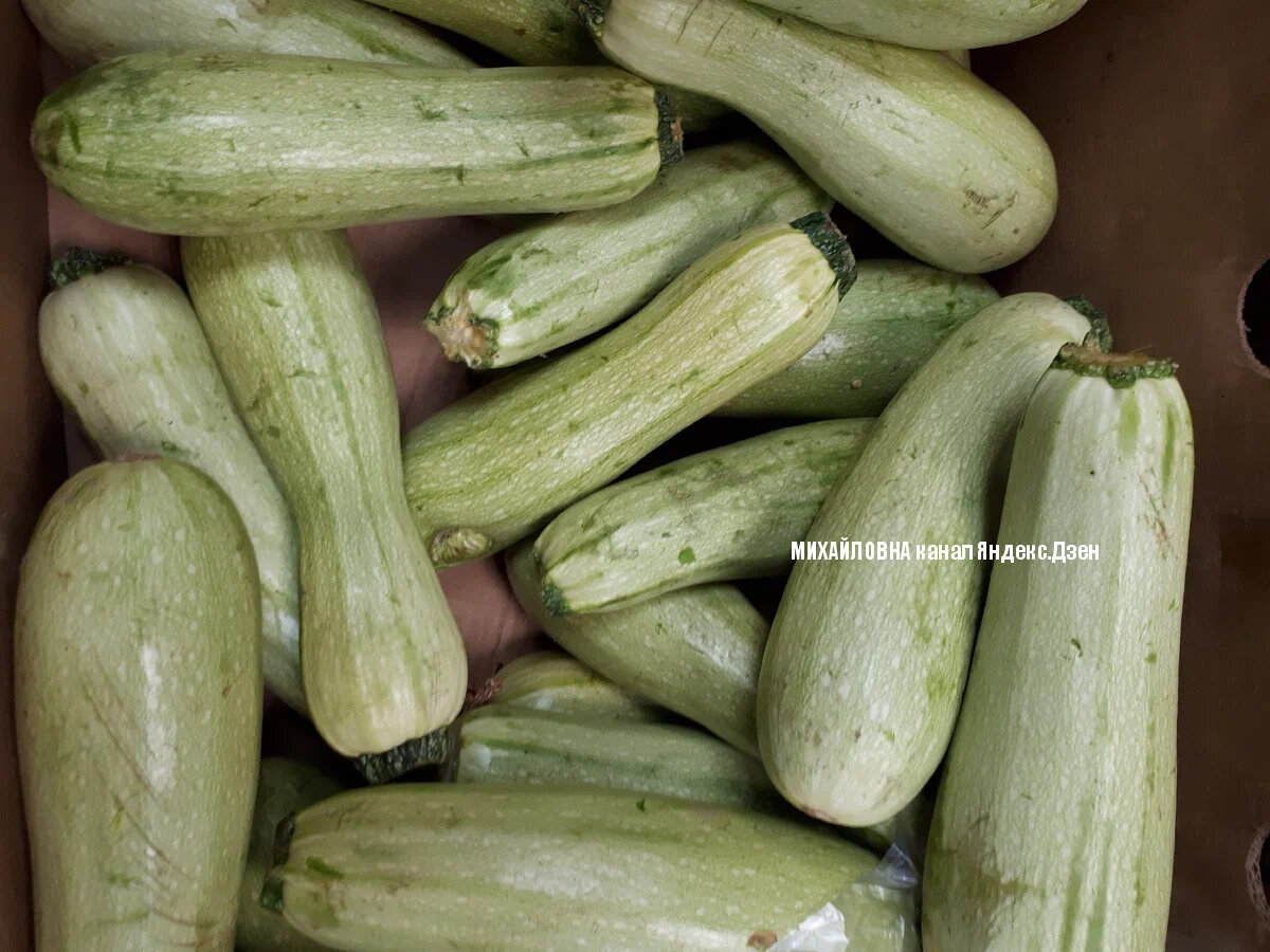 кабачки свежие в светофоре, свежие овощи в светофоре