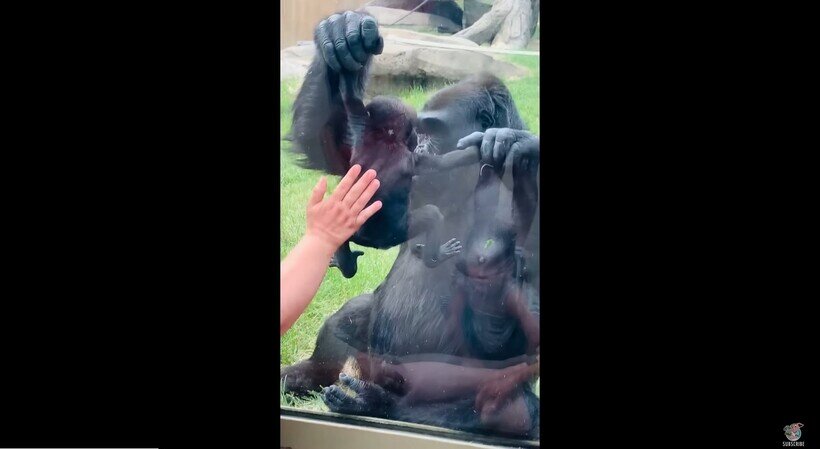    Видео: Счастливая мать горилла показывает детеныша посетителям в зоопарке Калгари