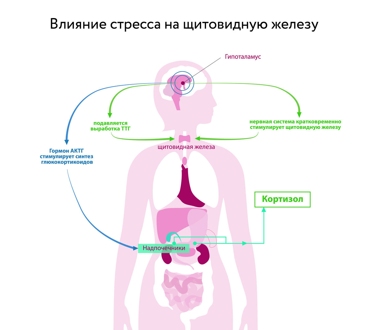 Ттг стресс. Стресс и щитовидная железа. Влияние стресса на щитовидную железу. Гормоны щитовидной железы заболевания. Локализация щитовидной железы.