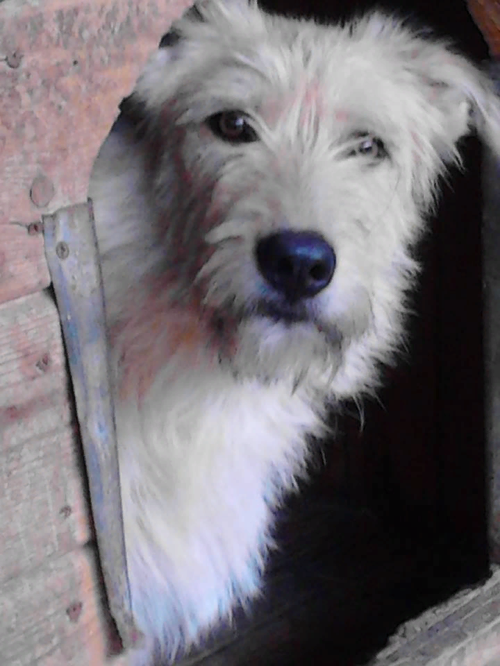 Наша Чапа во время пребывания в приюте