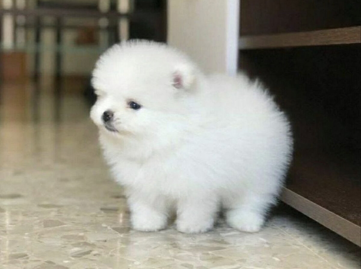 Фото взято из объявления,да простит меня настоящий владелец данной собаки.