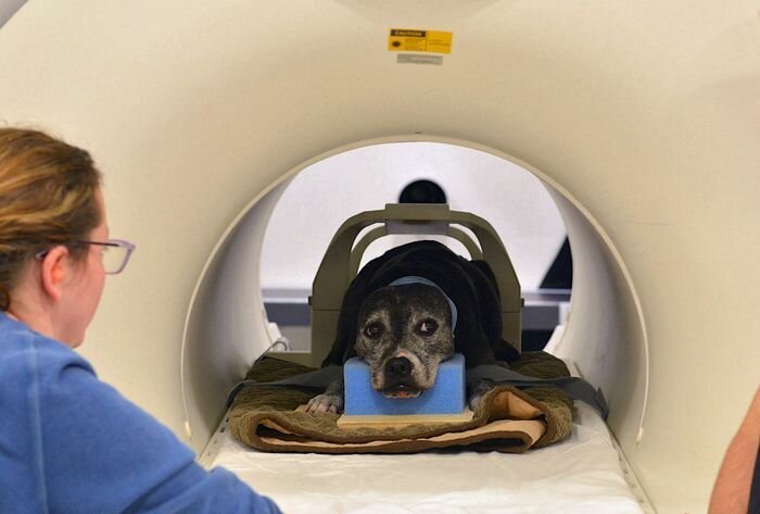     Фото: Emory Canine Cognitive Neuroscience Lab