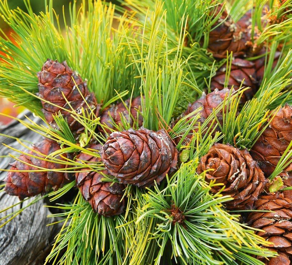 Автор Юрий КОКОВИН