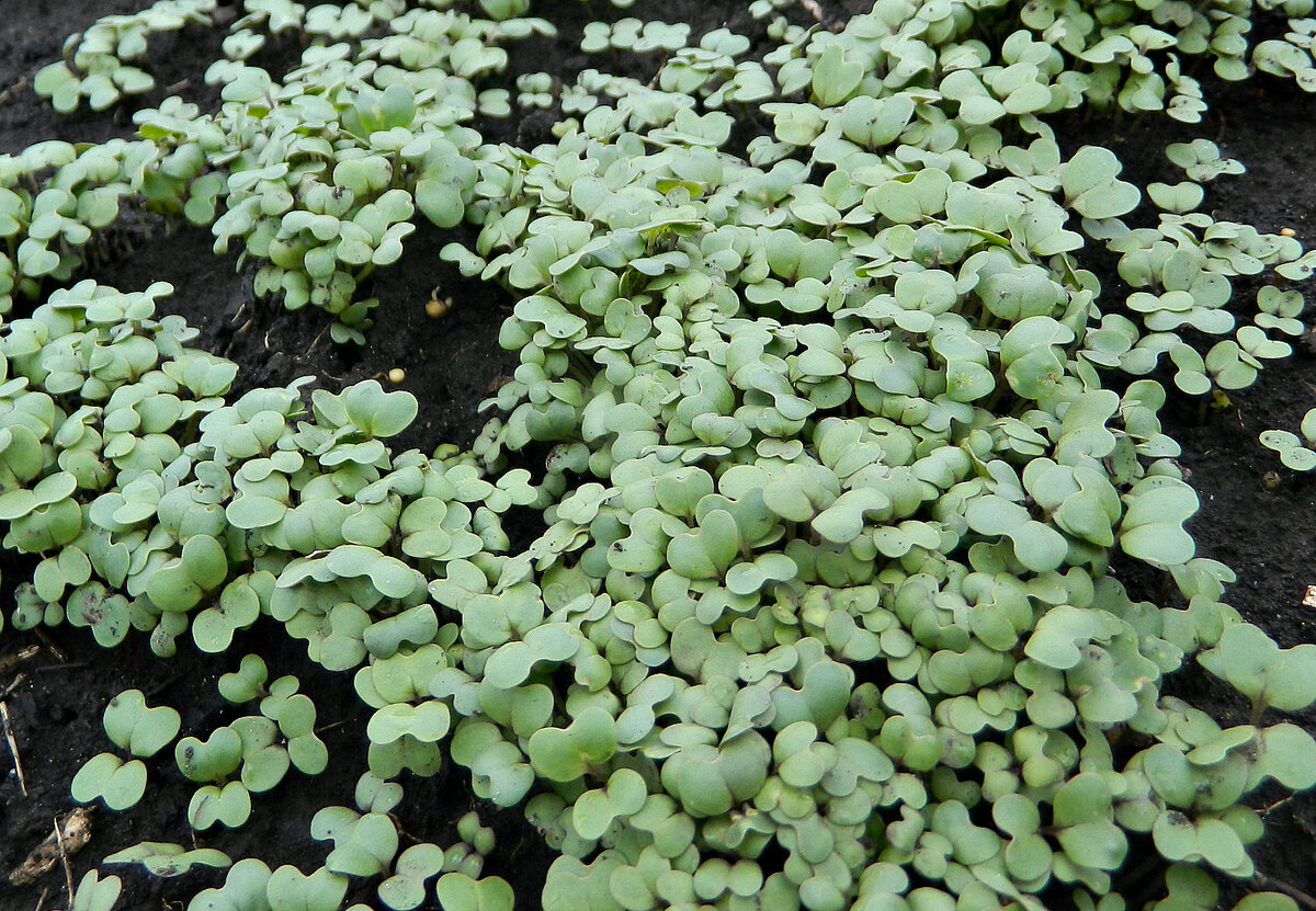 Сидерат горчица