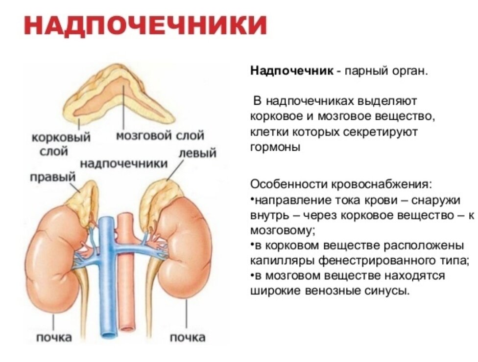 Надпочечники признаки заболевания лечение. Функция и роль надпочечников в организме человека. Надпочечники (парные эндокринные железы). Надпочечники у человека и их функции. Почки надпочечники анатомия человека.